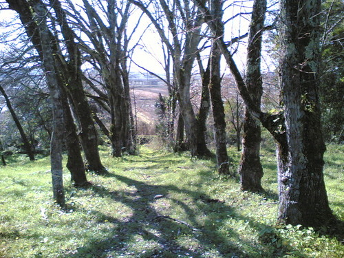 Termas da Amieira: Floresta