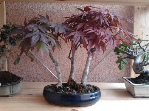 Acwr purpureum durante o verão