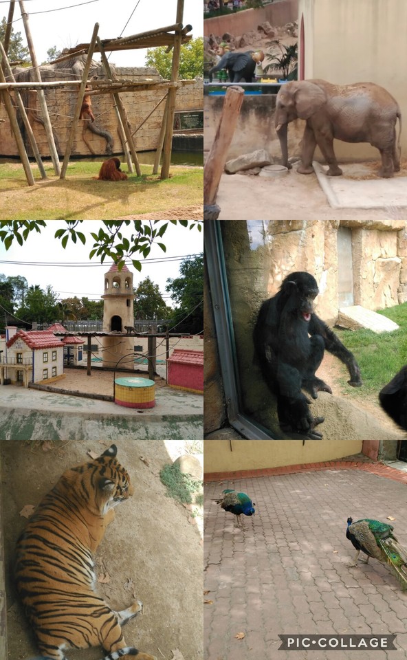 Collage 2017-08-31 23_21_07.jpg Collage 2017-08-31 23_21_07.jpg