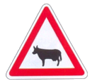 A19a - Animais