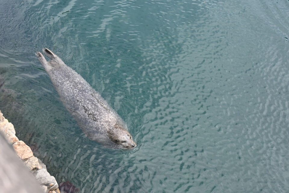 Não me canso disto aquário9a.JPG