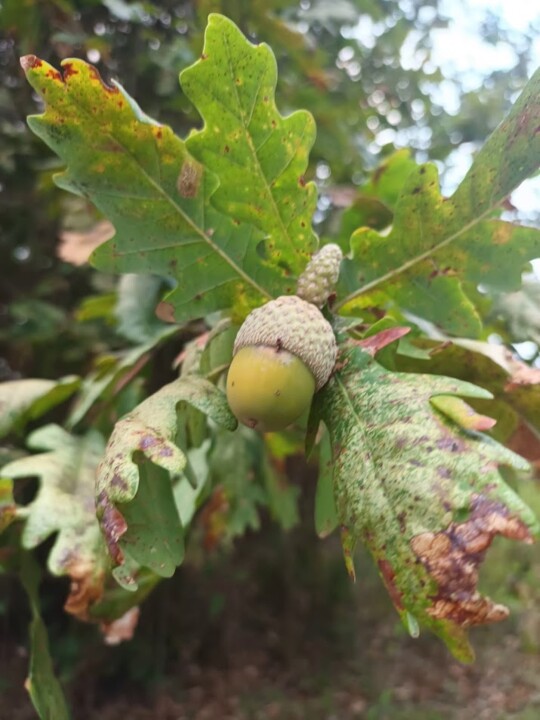 Não me canso disto outono3.jpg