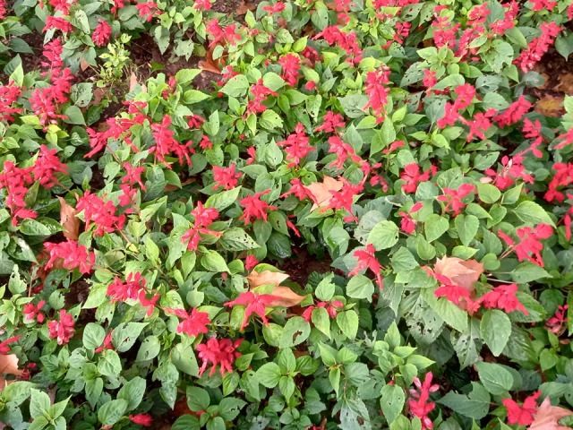 259490780_314092794050391_3117276272481658232_n.jp