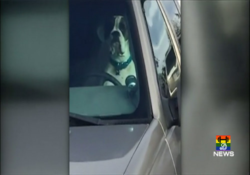 HD Cão buzina para chamar dono.jpg