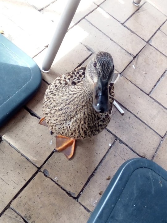 NãoMeCansoDisto_patos1.jpg