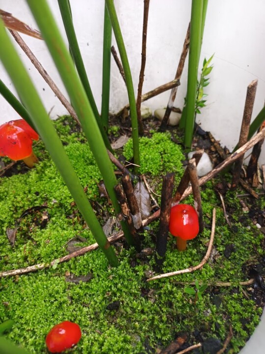 Não me canso disto cogumelos3.jpg