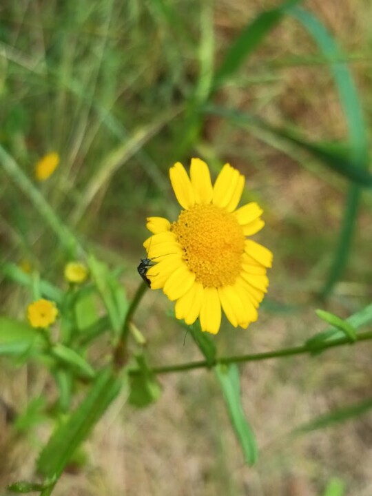 Não me canso disto_Flor2.jpg