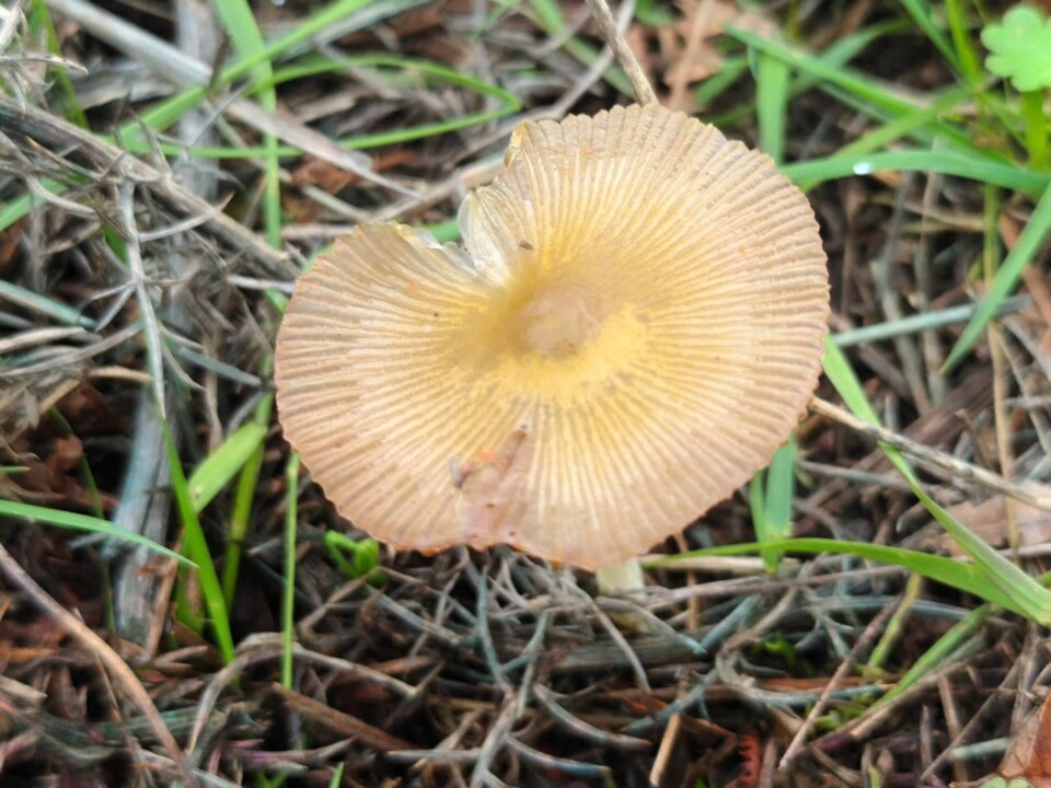 Não me canso disto outono 1.jpg