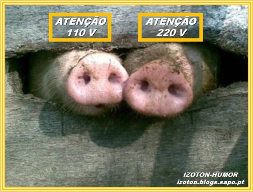 o foucino do porco