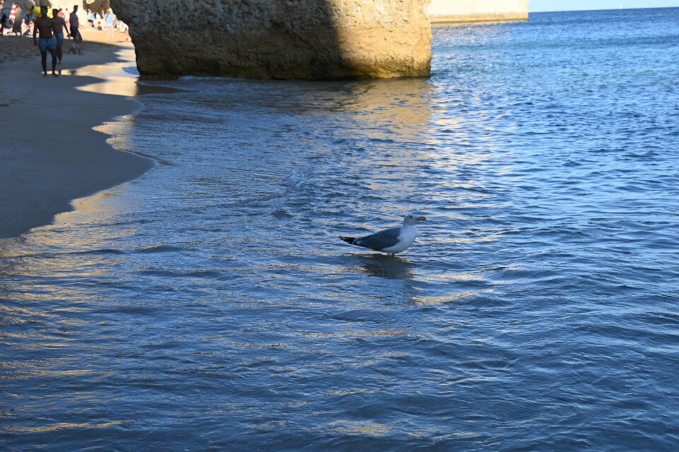 Não me canso disto Gaivota 5.JPG