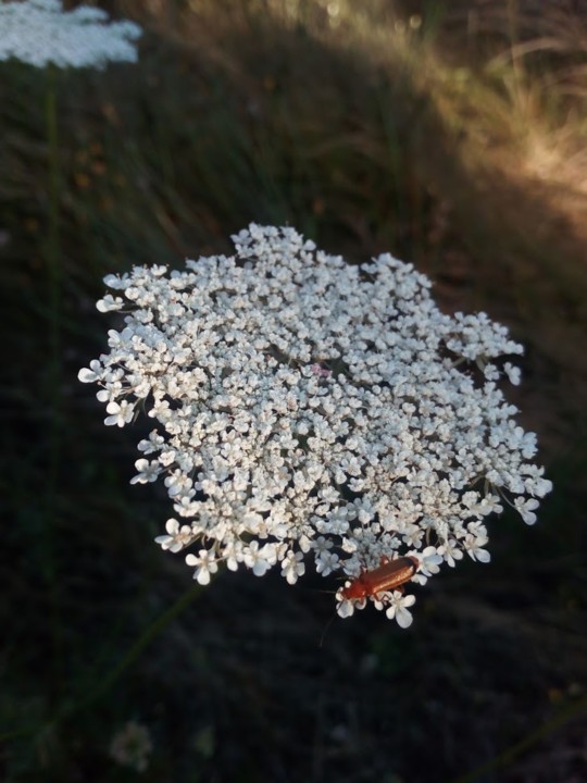 NãoMeCansoDisto_flores_insectos4.jpg