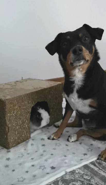 Meus Mestres_maggie e fluffy.jpg