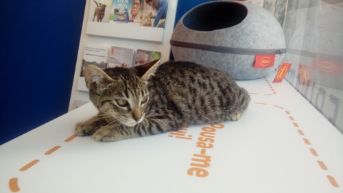 gatinha.jpeg gatinha.jpeg