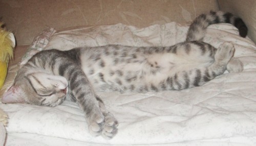 IMG_2824 - Cópia.JPG