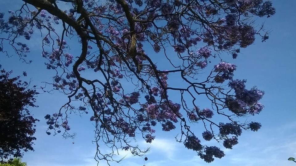 jacarandás.jpg