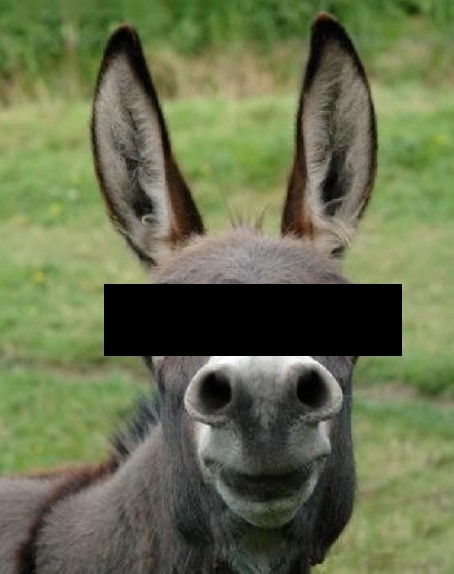BurroNaoIdentificado.jpg BurroNaoIdentificado.jpg