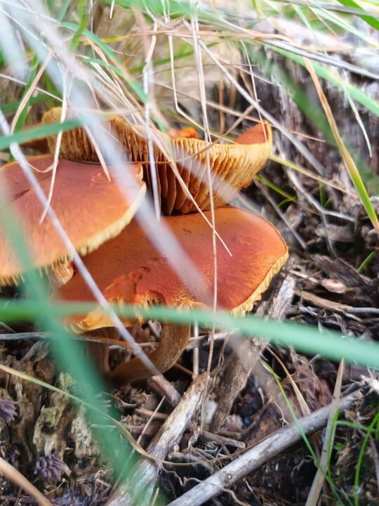 Não me canso disto Cogumelo 2.jpg