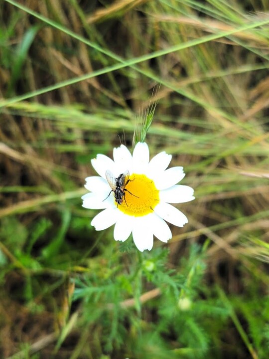 Não me canso disto_Flor7.jpg