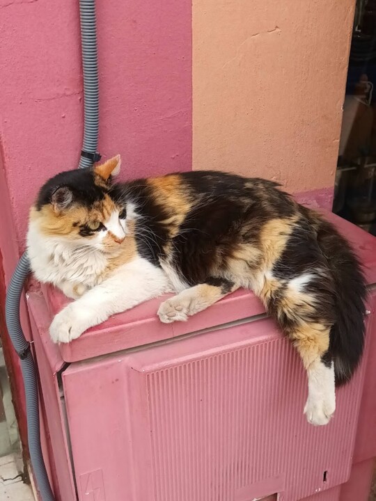 Não me canso disto_gato1.jpg