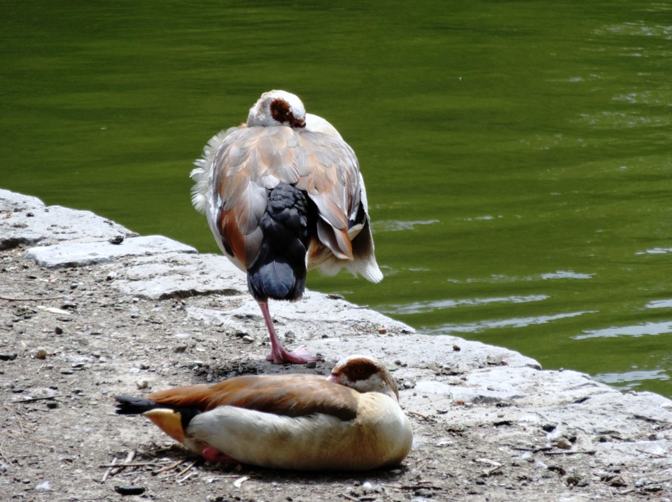 patos bru lago.JPG