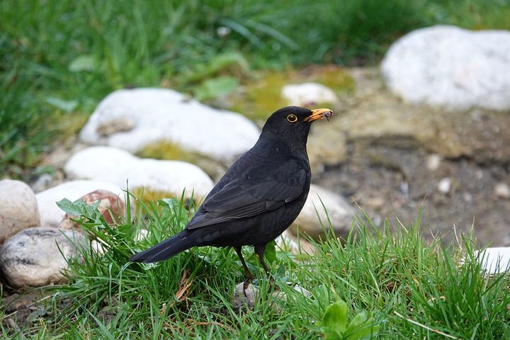 blackbird-4124250__480.jpg