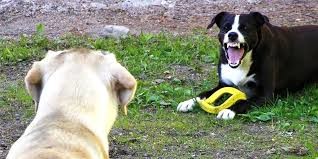O que fazer se seu cão é antissocial O que fazer se seu cão é antissocial