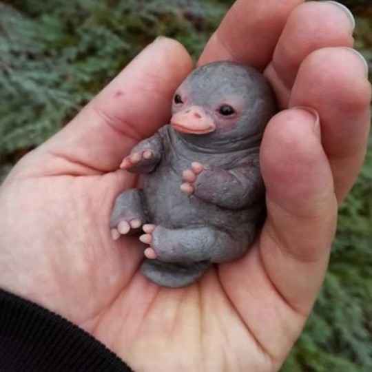 Bebé ornitorrinco feito de pedra..._SAPO.jpg