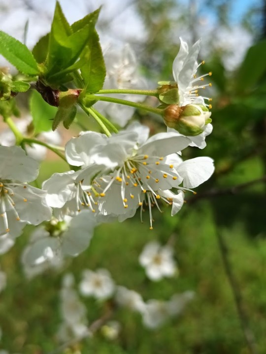 NãoMeCansoDisto_Flores2.jpg