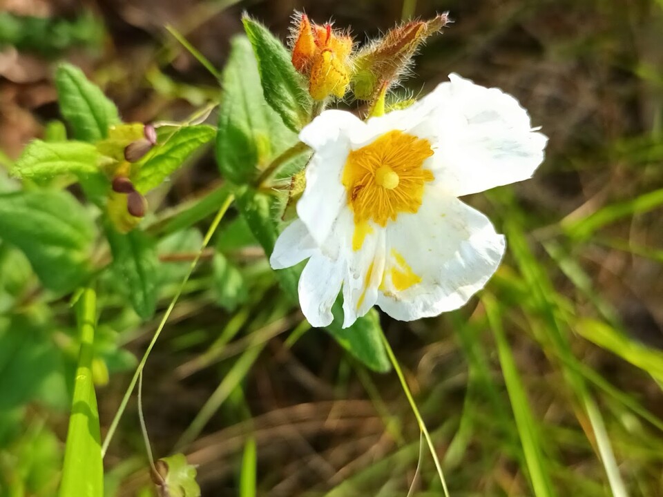 Não me canso disto flor 1.jpg