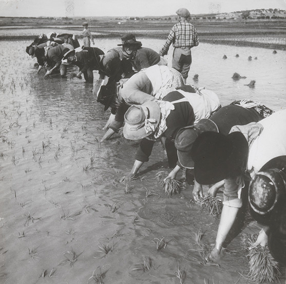 Mulheres-cultivo-arroz-Alentejo_VNR_site-destaque.