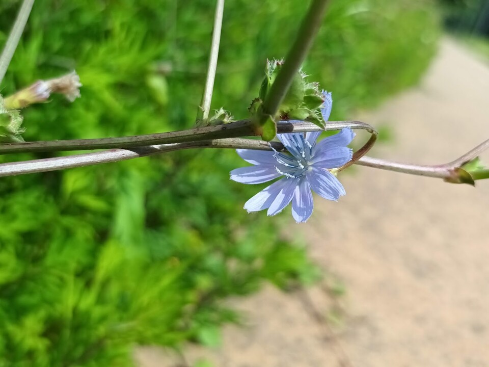 Não me canso disto flores2.jpg