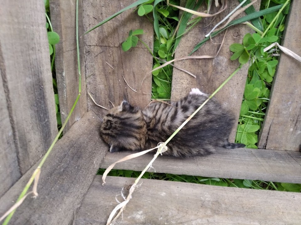 NãoMeCansoDisto_gatos1.jpg
