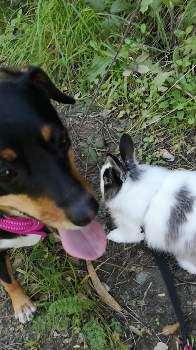 Enfrentar_Maggie e Fluffy_1.jpg Enfrentar_Maggie e Fluffy_1.jpg