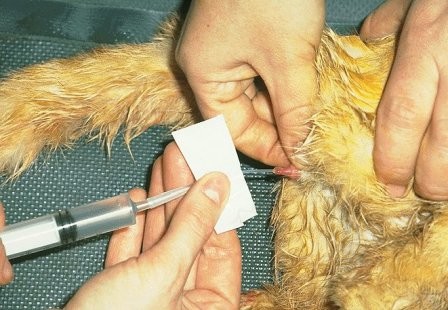 meuamigogato.blogs´pot.com CATETERISMO URETRAL.jp