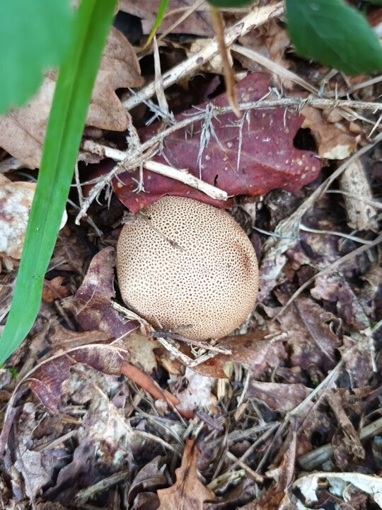 Não me canso disto Cogumelo 9 2.jpg