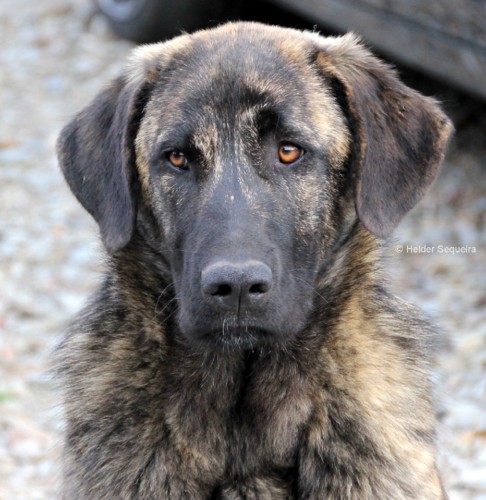 Cão Serra da Estrela - HS.jpg