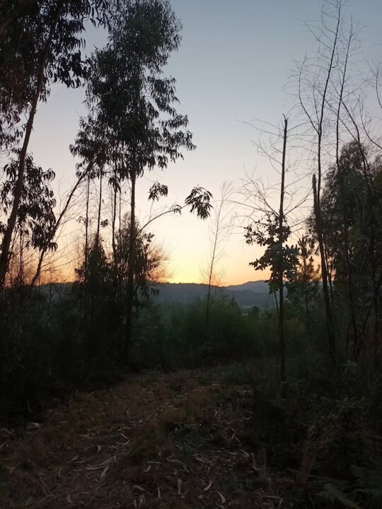 Não me canso disto Pinhal5.jpg