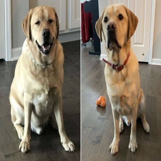 Dieta de cão não traz lá muita satisfação..._