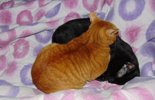 riscasirafael.JPG riscasirafael.JPG