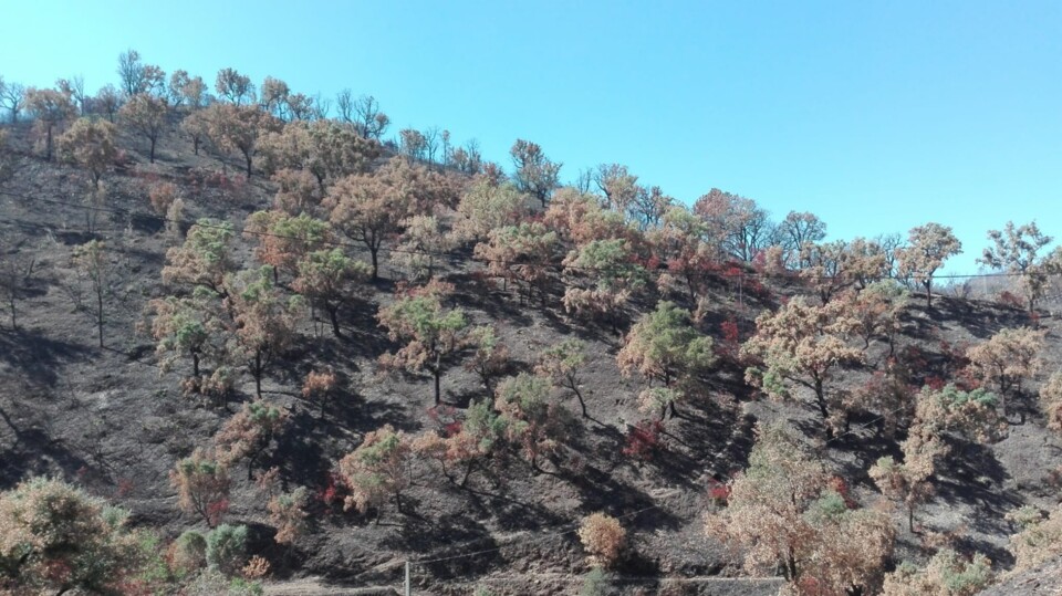 alferce fogo sobreiro.jpg