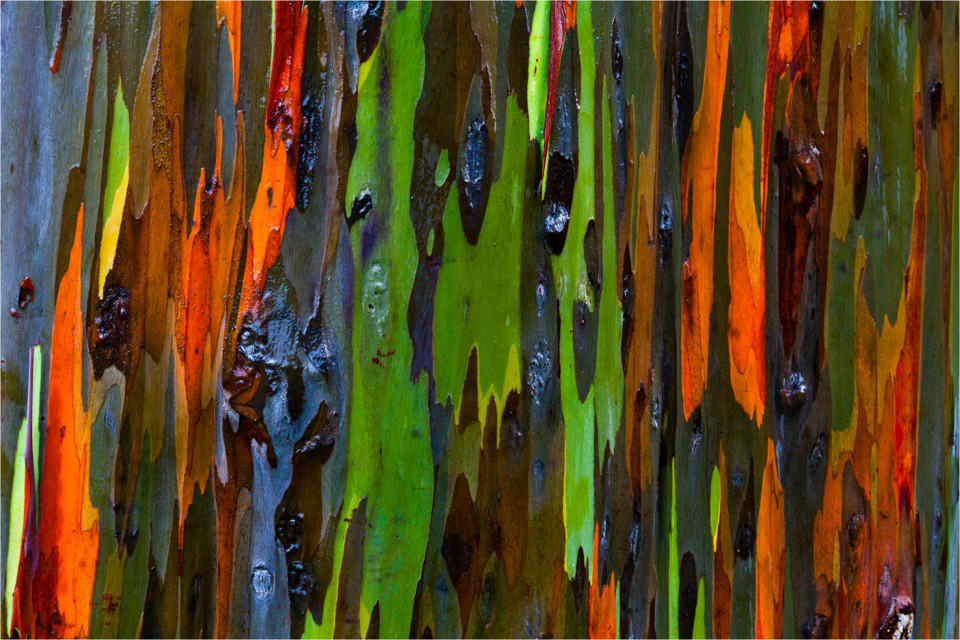 eucalyptus deglupta_08.jpg eucalyptus deglupta_08.jpg