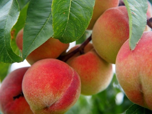 peach-2632182_960_720.jpg