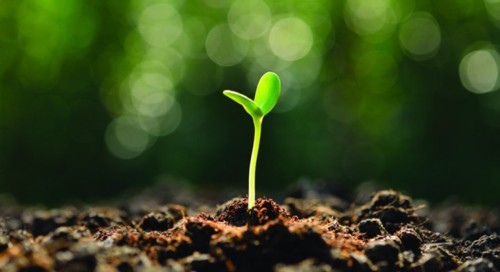 plantas-735x400.jpg
