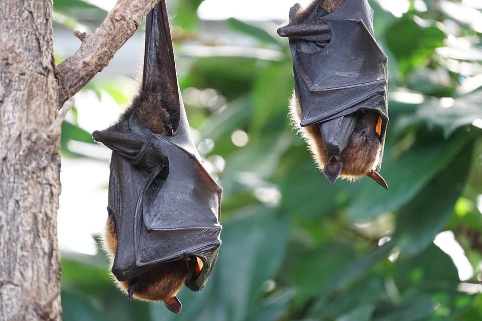 flying-foxes-2237209_960_720.jpg flying-foxes-2237209_960_720.jpg