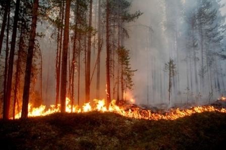 20-arctic-circle-fire-sweden.w710.h473.jpg 20-arctic-circle-fire-sweden.w710.h473.jpg