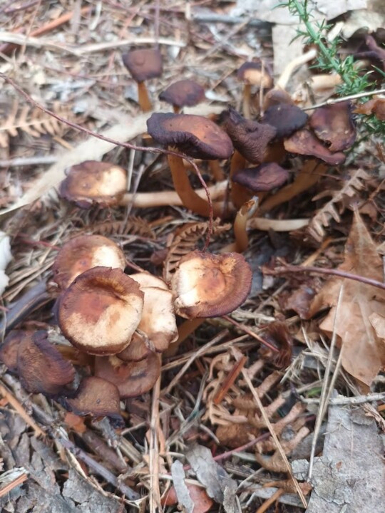 Não me canso disto inverno3.jpg