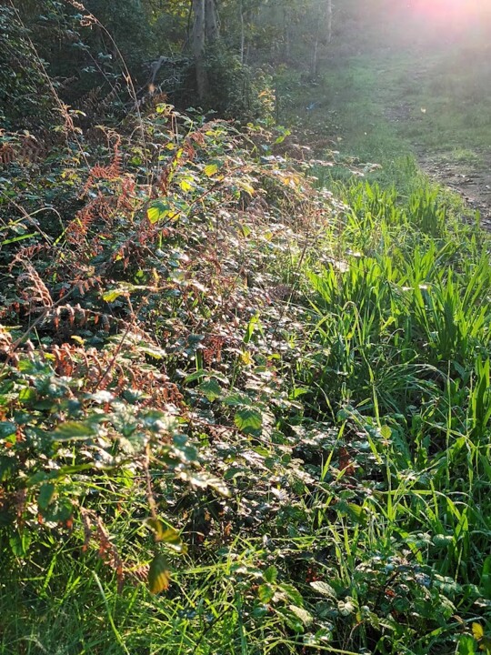 Não me canso disto luz.jpg