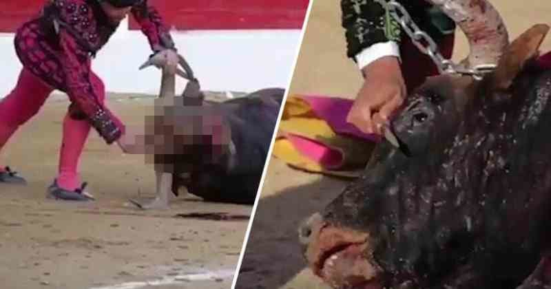 Espanha_toureiro_esfaqueia_cabeca_animal_varias_ve Espanha_toureiro_esfaqueia_cabeca_animal_varias_ve