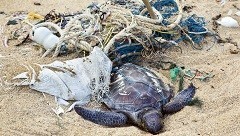 Pollution-Ocean-Beach-Garbage-Dead-Turtle.jpg Pollution-Ocean-Beach-Garbage-Dead-Turtle.jpg