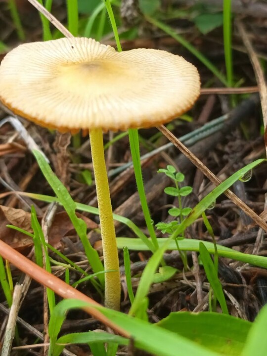 Não me canso disto outono 4.jpg